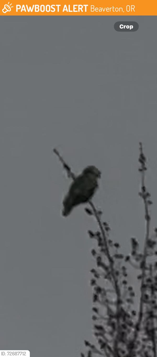 Found/Stray Unknown Bird last seen A crossed from nectar on Allen blvd, Beaverton, OR 97078