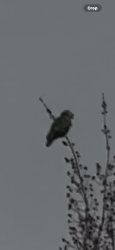 Found/Stray Unknown Bird last seen A crossed from nectar on Allen blvd, Beaverton, OR 97078