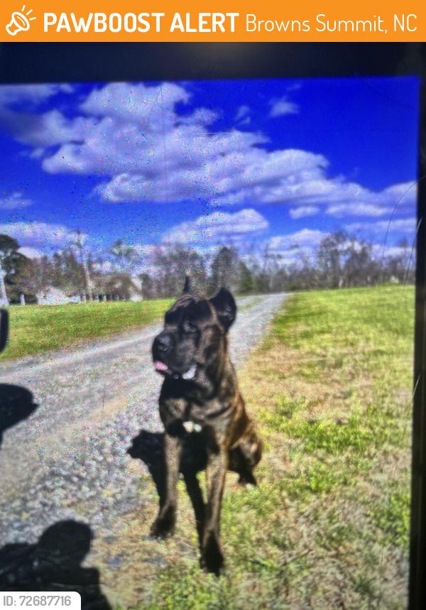 Found/Stray Male Dog last seen McLeansville Rd, Browns Summit, NC 27214