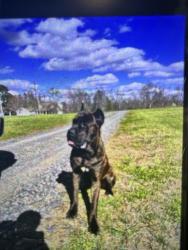 Found/Stray Male Dog last seen McLeansville Rd, Browns Summit, NC 27214