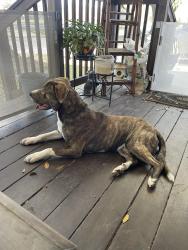 Found/Stray Male Dog last seen Across from Maryvale Elementary school, Mobile, AL 36605