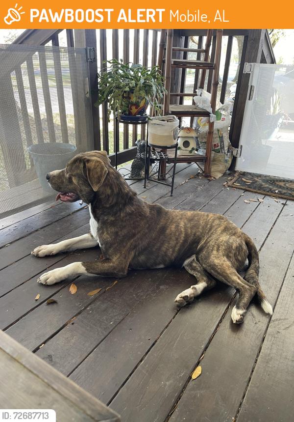 Found/Stray Male Dog last seen Across from Maryvale Elementary school, Mobile, AL 36605