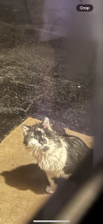 Found/Stray Unknown Cat last seen Faith Lane and Freysville Road, Windsor Township, PA 17356