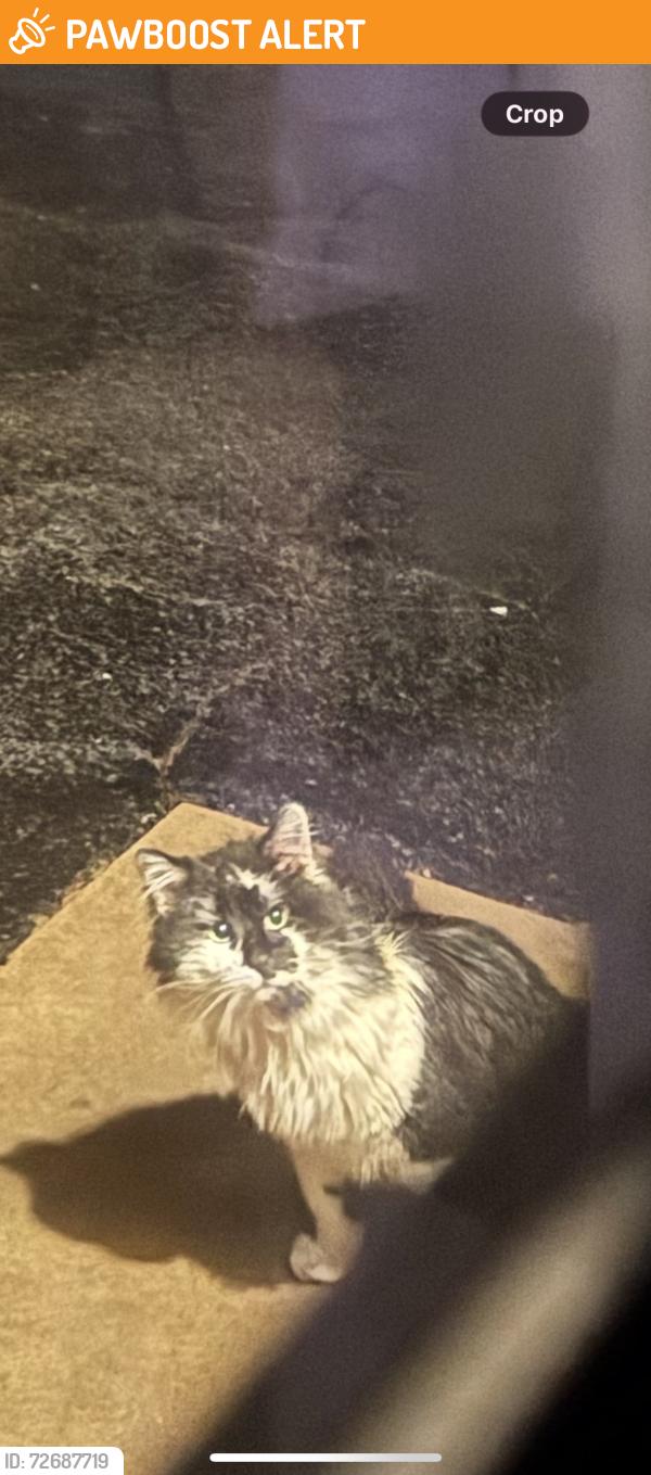 Found/Stray Unknown Cat last seen Faith Lane and Freysville Road, Windsor Township, PA 17356