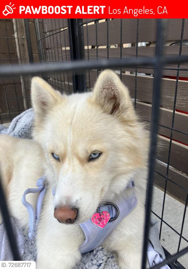 Lost Female Dog last seen Western & Pico, Los Angeles, CA 90006