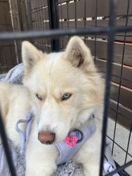 Lost Female Dog last seen Western & Pico, Los Angeles, CA 90006