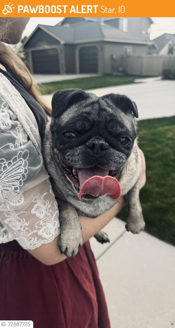 Found/Stray Female Dog last seen Saddlebrook, Star, ID 83669