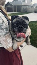 Found/Stray Female Dog last seen Saddlebrook, Star, ID 83669
