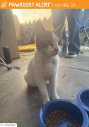 Found/Stray Female Cat last seen Victorville , Victorville, CA 92307