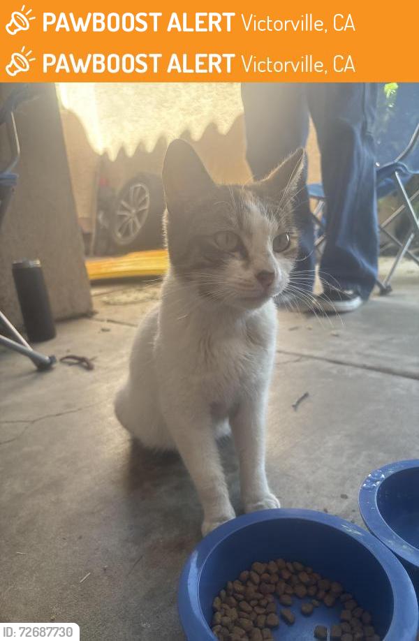 Found/Stray Female Cat last seen Victorville , Victorville, CA 92307