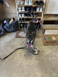 Found/Stray Female Dog last seen Camelot dr, Lowell, IN 46356