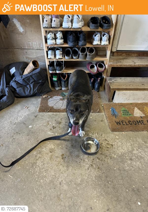 Found/Stray Female Dog last seen Camelot dr, Lowell, IN 46356