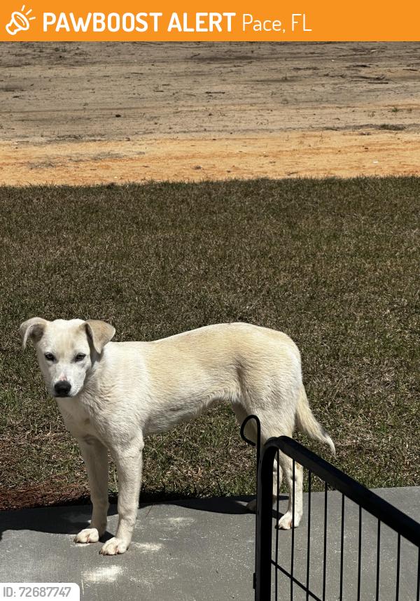 Found/Stray Female Dog last seen Dollar General/Daybreak Road, Pace, FL 32571
