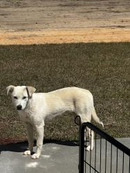 Found/Stray Female Dog last seen Dollar General/Daybreak Road, Pace, FL 32571