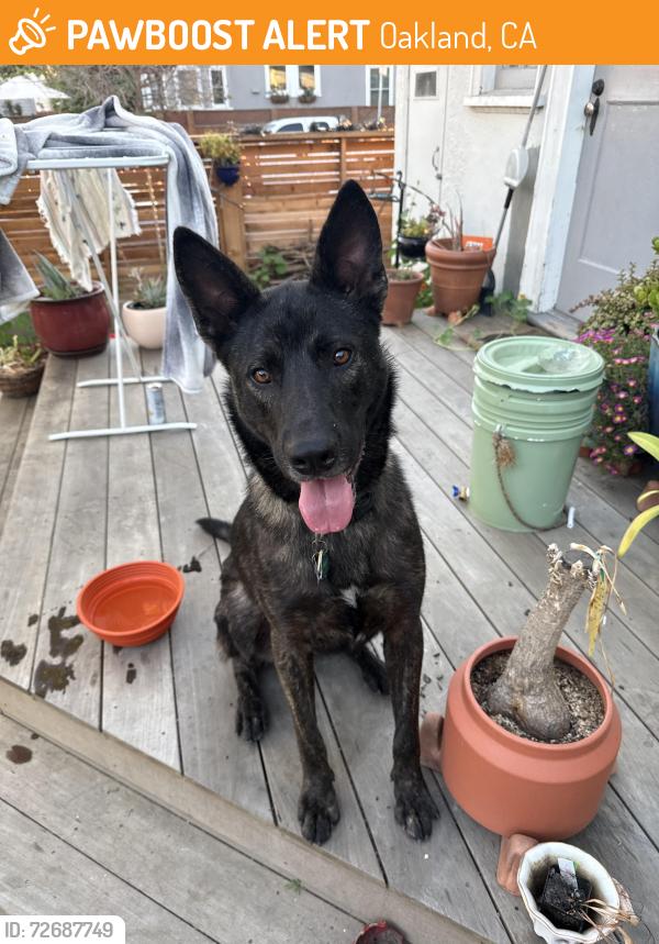 Found/Stray Female Dog last seen Fruitvale and Lynde Oakland CA, Oakland, CA 94601