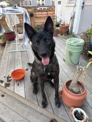 Found/Stray Female Dog last seen Fruitvale and Lynde Oakland CA, Oakland, CA 94601