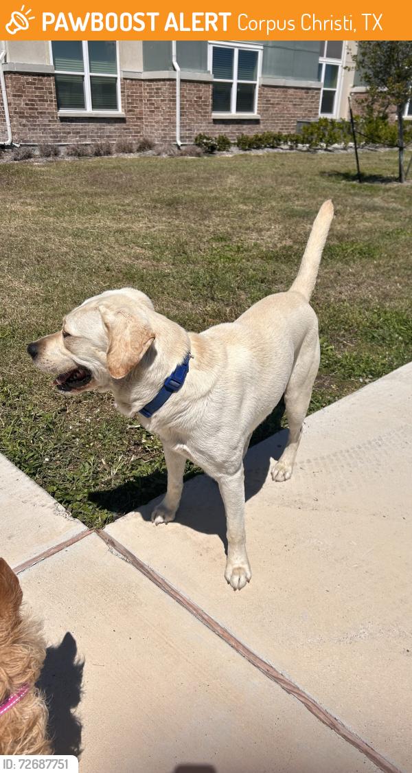 Found/Stray Male Dog last seen Across from crossgate park , Corpus Christi, TX 78413