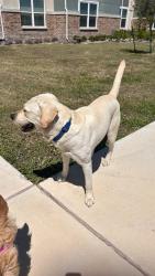 Found/Stray Male Dog last seen Across from crossgate park , Corpus Christi, TX 78413