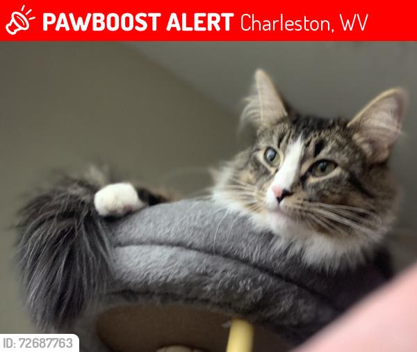 Lost Female Cat last seen Unsure, Charleston, WV 25301