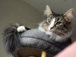 Lost Female Cat last seen Unsure, Charleston, WV 25301