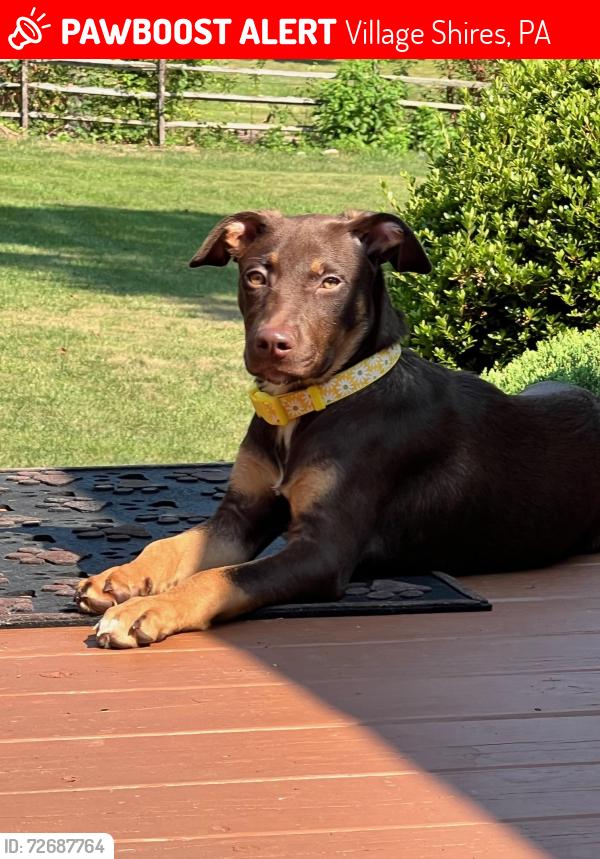 Lost Female Dog last seen Holland village, Village Shires, PA 18966