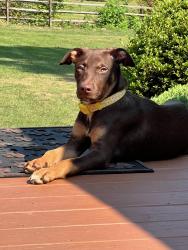 Lost Female Dog last seen Holland village, Village Shires, PA 18966