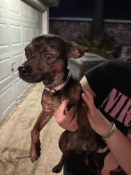 Found/Stray Male Dog last seen Pine pass Dr and Perry Rd, Houston, TX 77070
