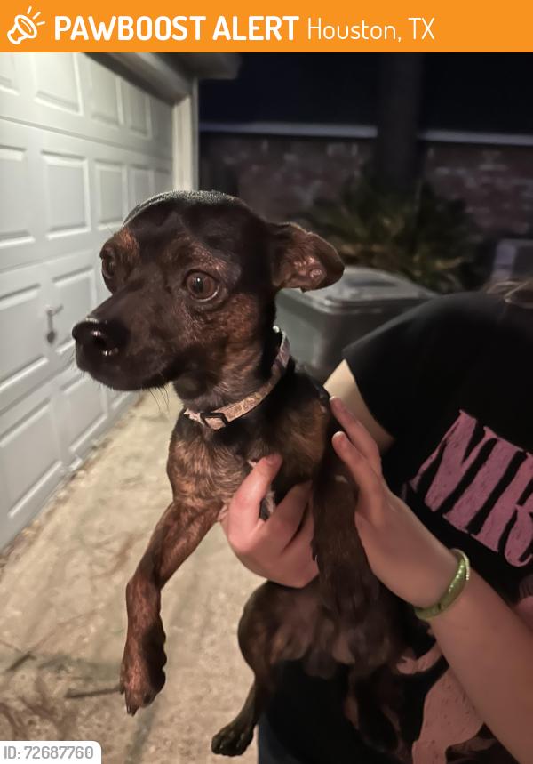 Found/Stray Male Dog last seen Pine pass Dr and Perry Rd, Houston, TX 77070