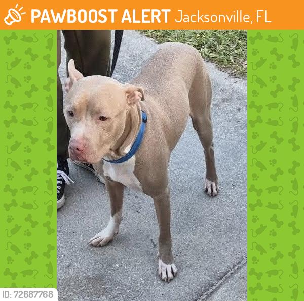 Found/Stray Male Dog last seen Lane ave & Lennox ave, Jacksonville, FL 32210