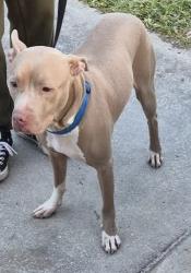 Found/Stray Male Dog last seen Lane ave & Lennox ave, Jacksonville, FL 32210