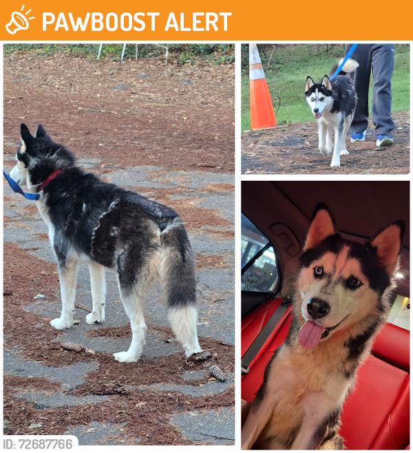 Found/Stray Female Dog last seen Five Forks Trickum Rd and Oak Rd, Gwinnett County, GA 30044
