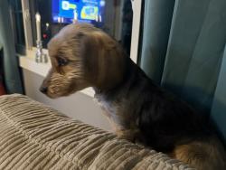 Found/Stray Female Dog last seen Hawthorne Covert, Evansville, IN 47714