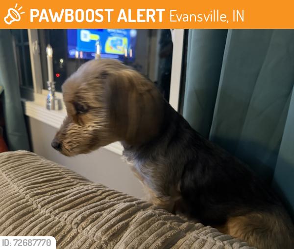 Found/Stray Female Dog last seen Hawthorne Covert, Evansville, IN 47714