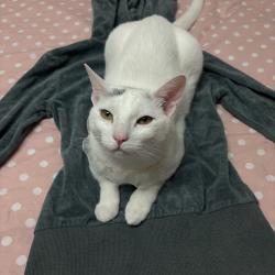 Lost Female Cat last seen Near ocala ave, San Jose, CA 95122