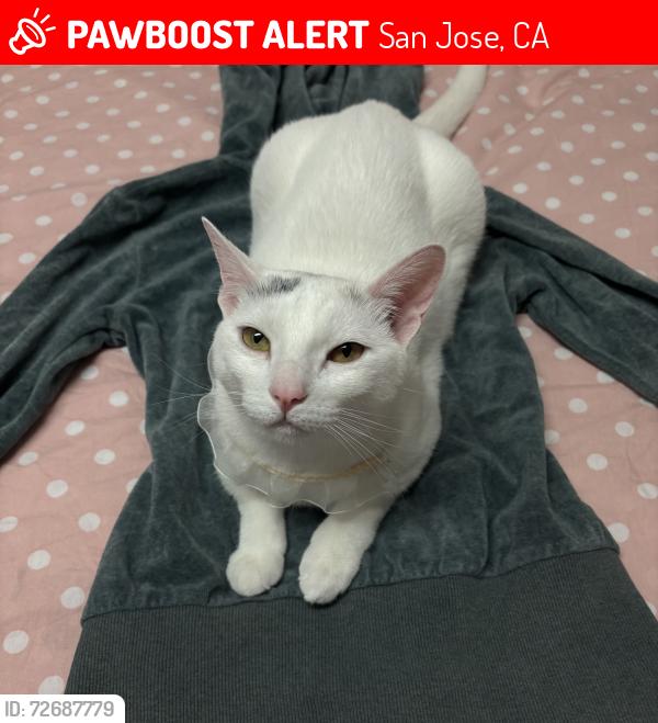 Lost Female Cat last seen Near ocala ave, San Jose, CA 95122