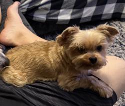 Lost Male Dog last seen Romano Bucsiglio st/Camden field pkwy, Tampa, FL 33619