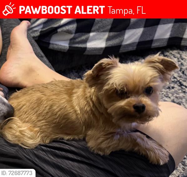 Lost Male Dog last seen Romano Bucsiglio st/Camden field pkwy, Tampa, FL 33619