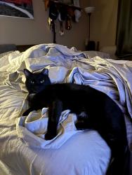 Lost Male Cat last seen West cave circle and West cave blvd, Dripping Springs, TX 78620