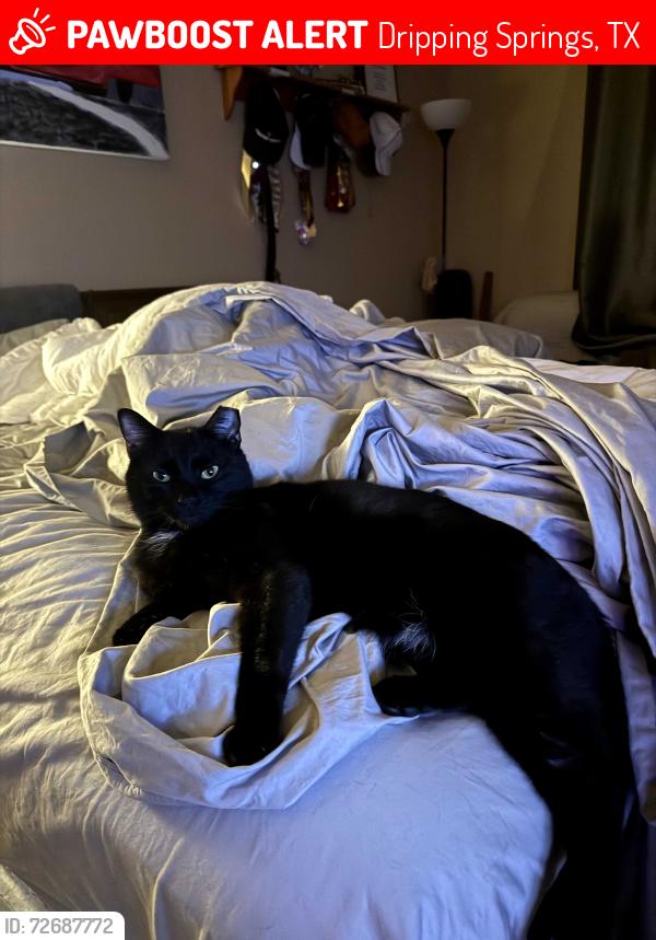 Lost Male Cat last seen West cave circle and West cave blvd, Dripping Springs, TX 78620