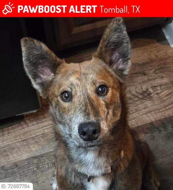 Lost Male Dog last seen Near June Point Court Tomball, TX 77375, Tomball, TX 77375
