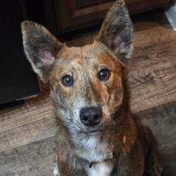 Lost Male Dog last seen Near June Point Court Tomball, TX 77375, Tomball, TX 77375
