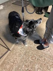 Found/Stray Female Dog last seen 5th street, Destin, FL 32541