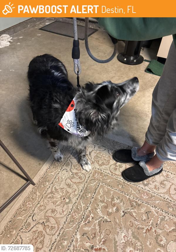 Found/Stray Female Dog last seen 5th street, Destin, FL 32541