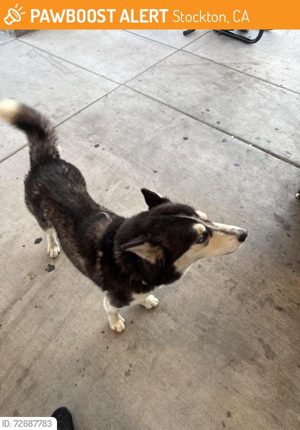Found/Stray Male Dog last seen 1509esat hammer lane, Stockton, CA 95210