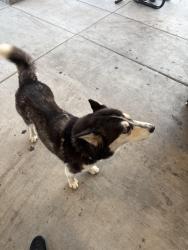 Found/Stray Male Dog last seen 1509esat hammer lane, Stockton, CA 95210