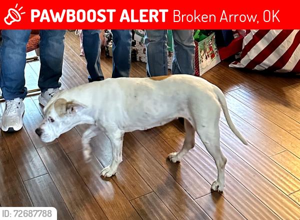 Lost Female Dog last seen 254th st and 65th st, Broken Arrow, OK 74014