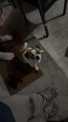 Found/Stray Male Dog last seen Near Bammelwood dr, Houston, TX 77014