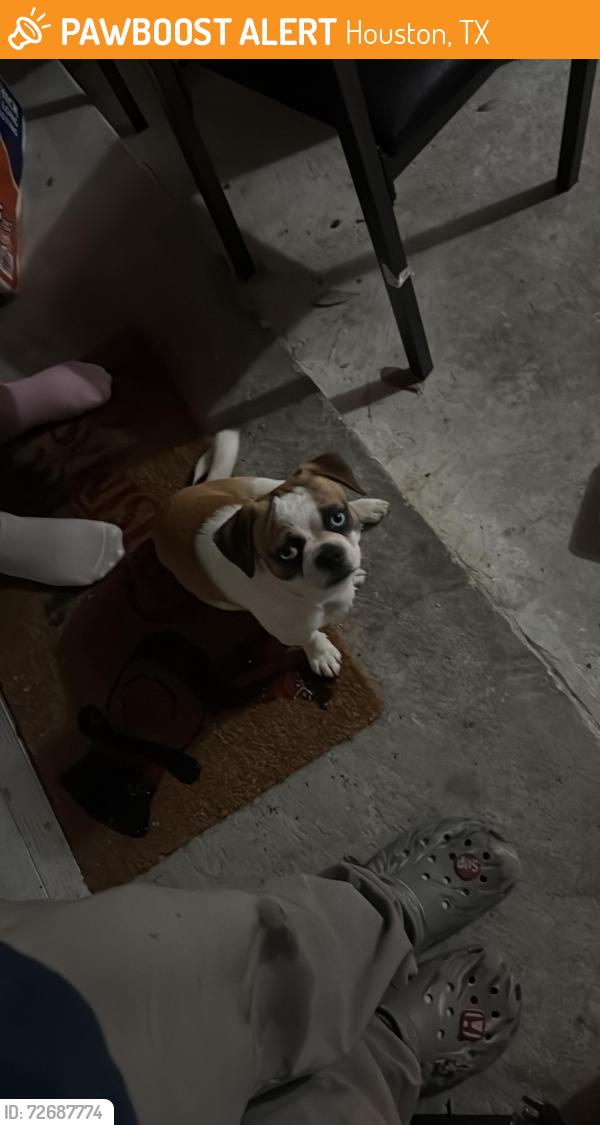 Found/Stray Male Dog last seen Near Bammelwood dr, Houston, TX 77014