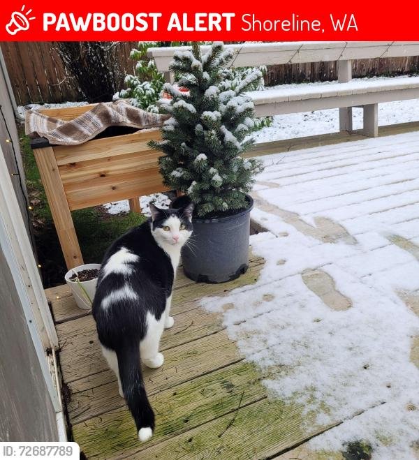 Lost Male Cat last seen Near North City Park, Shoreline, WA 98133