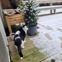 Lost Male Cat last seen Near North City Park, Shoreline, WA 98133